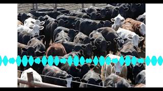 United States Cattle on Feed Down Slightly