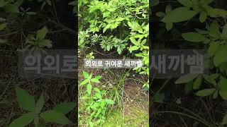 의외로 귀여운 새끼뱀