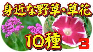 【身近な野草・草花図鑑③】身近な野草・草花を、季節に関係なく１０種類をピックアップして詳しく解説しました。特に草花の「名前の由来」について、どうしてそんな名前がついたのか、有力な説を載せました。