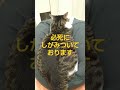 人をダメにするクッション shorts cat short 猫