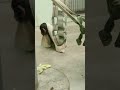 近春★⑰チンパンジー・モコイチくん・沖縄こどもの国・・・chimpanzee ・okinawa zoo u0026 museum 20230208