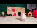 【文鳥2才10か月④】ふせん運びの失敗で落ち込んでるの？ちょっと切ない表情の3代目文鳥ピーちゃん 癒し系動物 java sparrow