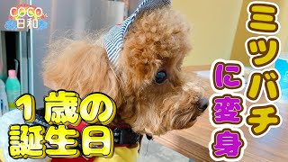 【トイプードル 子犬】～1歳の誕生日～ ミツバチの洋服を着せてみました　cocoちゃん 犬のいる暮らし