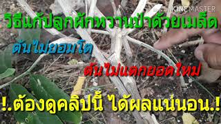 !.โน้มต้นผักหวานป่า.!|#เร่งการแตกยอดทำได้จริง Ep.32