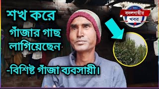 শখ করে গাঁজার গাছ লাগিয়েছেন -বিশিষ্ট গাঁজা ব্যবসায়ীlBangladesh||2015||gaza