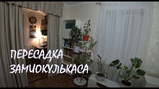 Теперь у нас два ЗАМИОКУЛЬКАСА! Пересадка и подкормка_19.01.2025