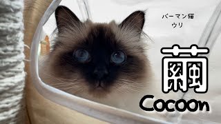 キャットトンネルの中のバーマン猫ウリ【繭】Cocoon（バーマン猫）Birman/Cat