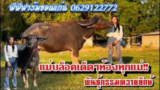 23/12/67 ควายแม่ท้องไซต์ใหญ่ทุกตัว พันธุกรรมควายยักษ์ #พีพีฟาร์ม ☎️0637236754 #ราคาควายวันนี้