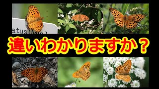 【ヒョウモンチョウの種類と主な見分け方を画像付きで解説】ツマグロヒョウモンは珍しい？似た蝶は？