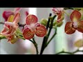 peloric phalaenopsis in bloom