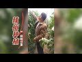 辣椒结果多品质好受欢迎，提前被老板看上啦！种植秘诀分享！