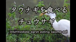 【Birds】タウナギを食べるチュウサギ Intermediate egret eating swamp eel Wild Birds 4K 石垣島野鳥撮影＆野鳥観察