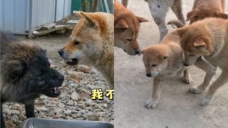 田园犬虎妞橘子排位预热，战斗一触即发，戏精小小黄实力抢镜！