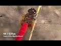 rare view red abdomen♥️ scarlet marsh hawk dragonfly aethriamanta brevipennis cinematic 4k 60fps