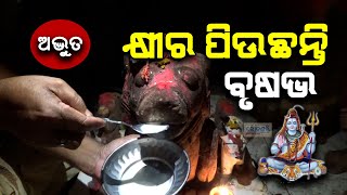 ଅଲୌକିକ ଘଟଣା || ଭକ୍ତଙ୍କ ହାତରୁ ପାଣି ଏବଂ କ୍ଷୀର ପିଉଛନ୍ତି  ବୃଷଭ || Lord Shiva || Balangir || Odisha ||