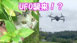 お散歩猫ネコ吉、まさかのUFO襲来で慌てて避難　Walking cat, Neko Cat, escaping from UFO invasion