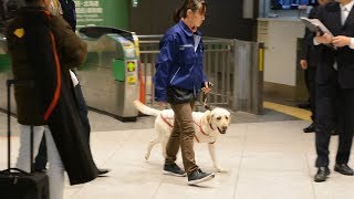 爆発物かぎ取れる？　危険物探知犬、東京駅で実験