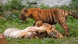 Tigercubs playing time | 120fps | Zoo