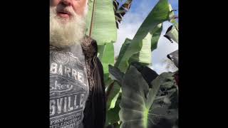 Propagating colocasia with stolons.