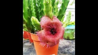 独角萝藦Stapelia unicornis