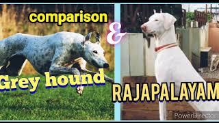 Rajapalayam vs Grey hound comparison.