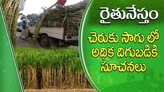 రైతునేస్తం || చేరుకులో  అధిక దిగుబడికి సూచనలు   || #Raithunestham Phone in Live