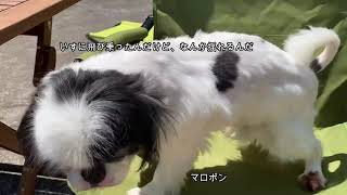 犬牧場の日曜日