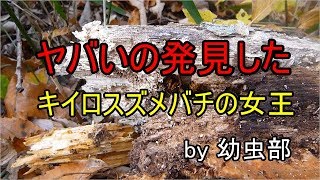 【スズメバチ】危険生物　キイロスズメバチ　こんな処で女王蜂が春を待つ！？One of the most dangerous insects in Japan.