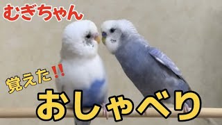 先住インコと保護インコ【むぎちゃんが覚えたぴーちゃんの言葉は何でしょう？】