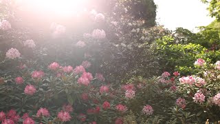 Różanecznik, Azalia, Rododendron oraz baśniowy spacer po Arboretum w Wojsławicach