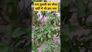 🌿 रामा तुलसी – Sardiyon me bhi swasth! Jaane iske fayde aur pehchaan! ✨🌱 #kitchengarden #tulsi