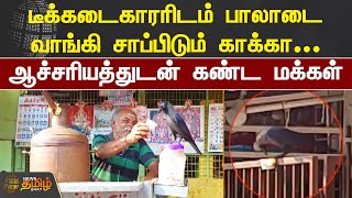 டீக்கடைகாரரிடம் பாலாடை வாங்கி சாப்பிடும் காக்கா.. ஆச்சரியத்துடன் கண்ட மக்கள் | Puducherry