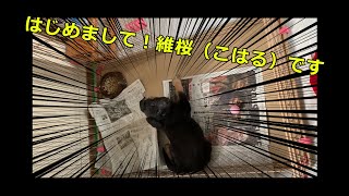 【ジャーマンシェパード】維桜(こはる)さんが我が家にやって来た!!!【German Shepherd Puppy】