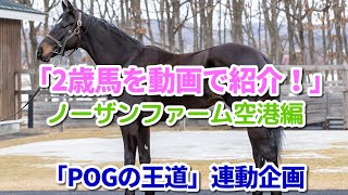 「2歳馬を動画で紹介！」ノーザンファーム空港編【POGの王道】