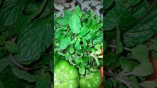 summer season fruits and vegetable shopping #subscribe for more such videos #viralshort