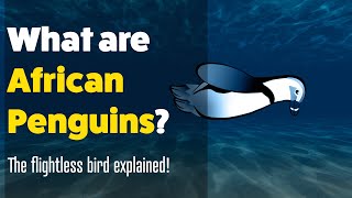 African Penguin | #kids #science #education