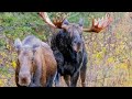 Huge Bull Moose Courting Cow During the Rut