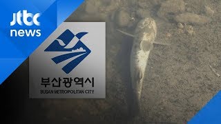 '생태 하천' 만들겠다더니…'물고기 무덤' 된 부산 동천