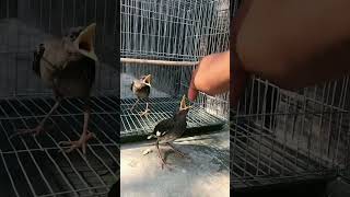 আমাদের শিকারি পাখি।।মালা আর মনি🕊🕊🦜🦜 #foryou #birds #vairalvideo