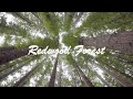 Australian Pakistanis Travelling Adventure to Redwood Forest Warburton, Victoria