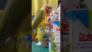 インコ界の中でも食いしん坊と言うのか食意地が一番なのはウロコインコ(^^)  #ウロコインコ