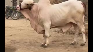 Pure Cholistani Gulabi Nose pink  beauty 🐂 bull From Pakistan 🇵🇰 Origin Punjab #viralvideo #trending