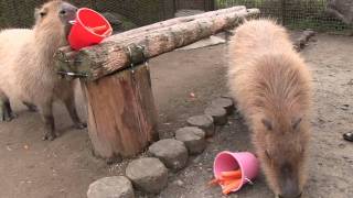 カピバラ　（市原ぞうの国編）カピ子さんは狙っていた