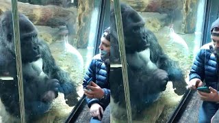Gorilla Helps Man By Swiping On Dating App For Him