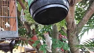 Burung kacer berkicau dengan burung jalak keduanya ketakutan karena ada kucing memanjat dan hendak