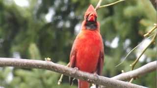 Cardinal Call