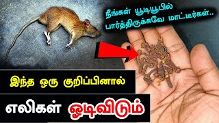 சிறு குறிப்பினால் எலிகள் ஓடிவிடும்..ஜென்மத்தில் திரும்ப வராது | How to Get Rid of Rats in House Fast