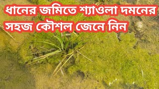 ধানের জমিতে শ্যাওলা নিয়ন্ত্রনের সহজ কেীশল জেনে নিনLearn the easy way to control algae in paddy field