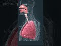 LUNGS ANATOMY #anime #onepunchman #music #animeedit #viralvideo #shorts #lungs #viral