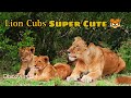 Lion Cub Super Cute and Adorable - Scenic Relaxation with Calming Music#discovery #animals #lion